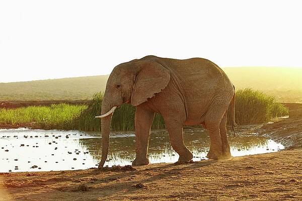 Elephant Wall Art featuring the digital art Elephant, South Africa #5 by Richard Taylor