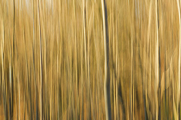 Abstract Wall Art featuring the photograph Fall Colors - Abstract Nature #6 by Shankar Adiseshan