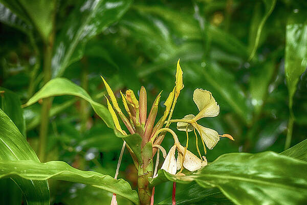 Wall Art featuring the digital art Lily, Yunque Nat'l Forest, Pr #5 by Claudia Uripos