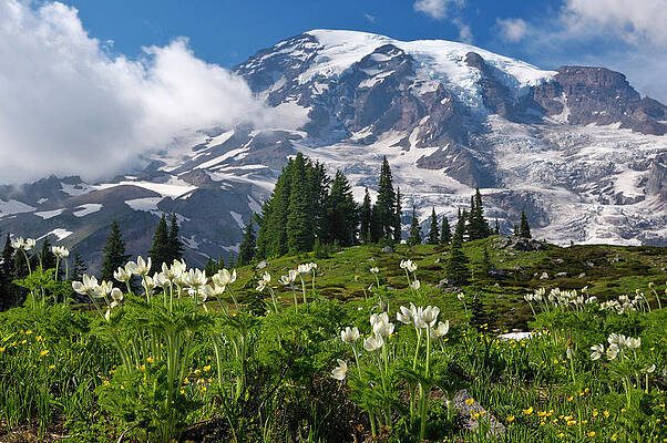 Wall Art featuring the digital art Mount Rainier Np, Washington State #5 by Heeb Photos