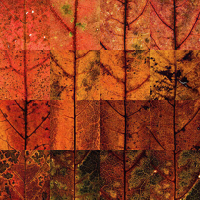 Toronto Photograph - Swatches - Autumn Leaves Inspired By Gerhard Richter #5 by Shankar Adiseshan