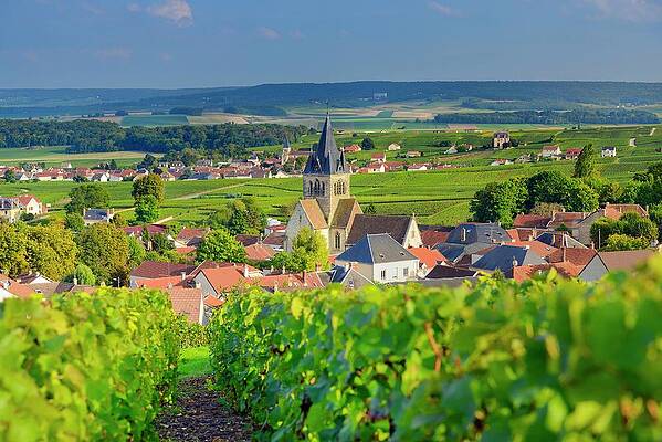 Wine Wall Art featuring the digital art Vineyards In Ville-dommange, France #5 by Francesco Carovillano