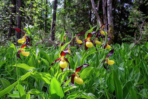 Yellow Wall Art featuring the digital art Yellow Ladys Slipper Orchid Cypripedium #5 by Hans-peter Huber