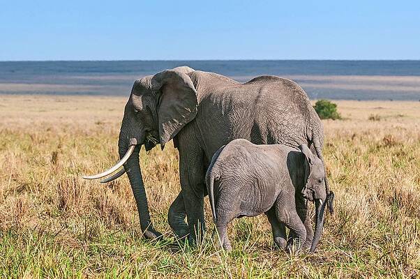 Elephant Wall Art featuring the digital art African Elephant In Kenya #6 by Jacana Stock
