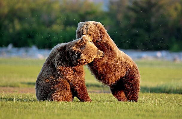 Wall Art featuring the digital art Brown Bear #6 by Bernd Rommelt