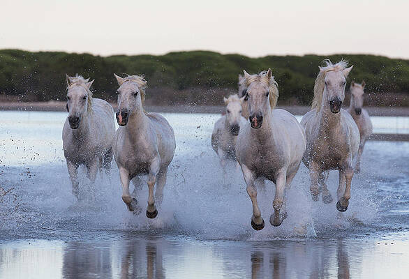 Nature Wall Art featuring the digital art Camargue Horses #6 by Beniamino Pisati