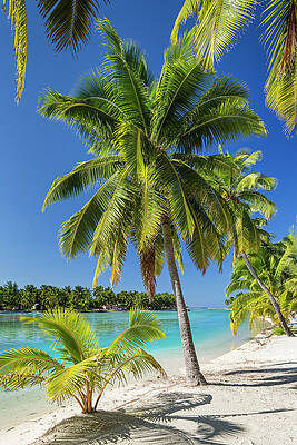 Paradise Wall Art featuring the digital art Cook Islands, Aitutaki, South Seas #6 by Reinhard Schmid