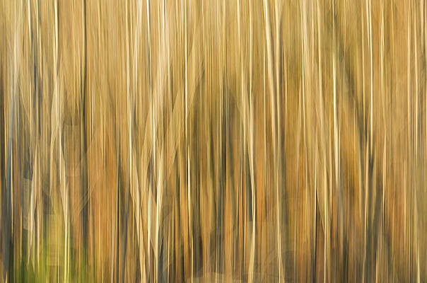 Abstract Wall Art featuring the photograph Fall Colors - Abstract Nature #7 by Shankar Adiseshan