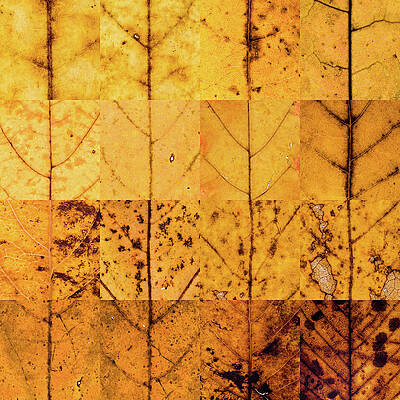 Toronto Photograph - Swatches - Autumn Leaves Inspired By Gerhard Richter #7 by Shankar Adiseshan