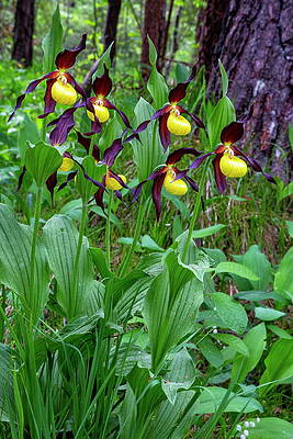 Yellow Wall Art featuring the digital art Yellow Ladys Slipper Orchid Cypripedium #6 by Hans-peter Huber