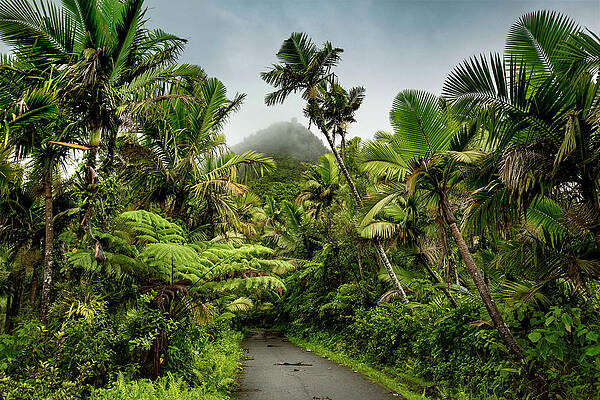 Caribbean Wall Art featuring the digital art Yunque Nat'l Forest, Puerto Rico #6 by Claudia Uripos