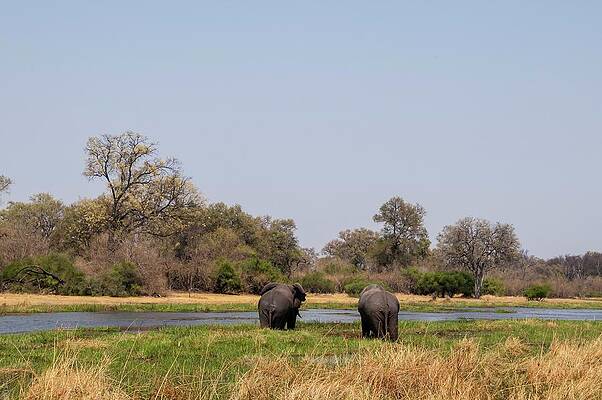 Elephant Wall Art featuring the digital art African Elephant In Botswana #7 by Jacana Stock