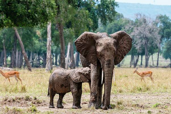 Elephant Wall Art featuring the photograph African Elephant In Kenya #7 by Jacana Stock