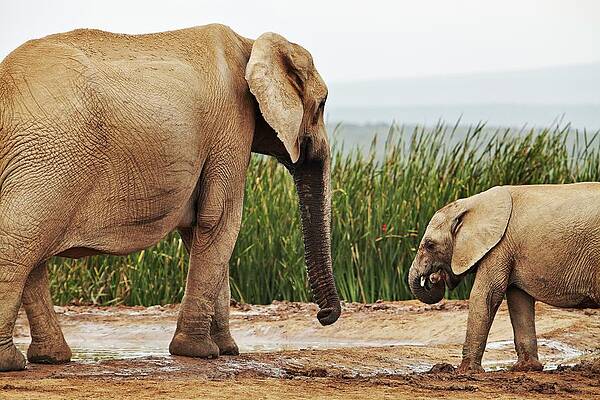 Elephant Wall Art featuring the digital art Elephants, South Africa #7 by Richard Taylor