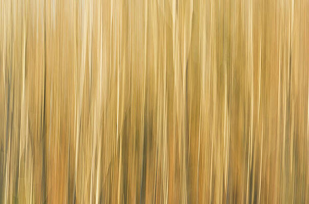 Abstract Wall Art featuring the photograph Fall Colors - Abstract Nature #8 by Shankar Adiseshan
