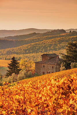 Autumn Wall Art featuring the digital art Italy, Tuscany, Siena District, Chianti, Gaiole In Chianti, Brunello Wine Road, View Of Chianti Wine Vineyards In Autumn At Sunset #7 by Maurizio Rellini