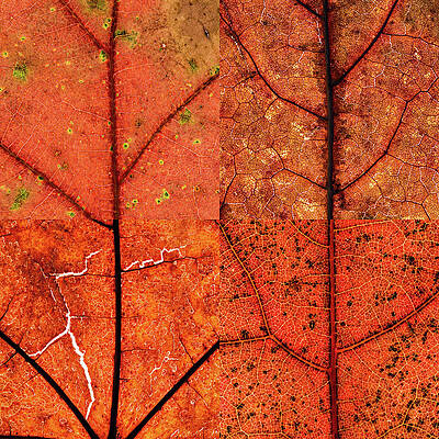 Toronto Photograph - Swatches - Autumn Leaves Inspired By Gerhard Richter #8 by Shankar Adiseshan