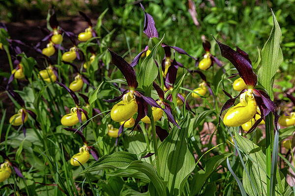 Yellow Wall Art featuring the digital art Yellow Ladys Slipper Orchid Cypripedium #7 by Hans-peter Huber