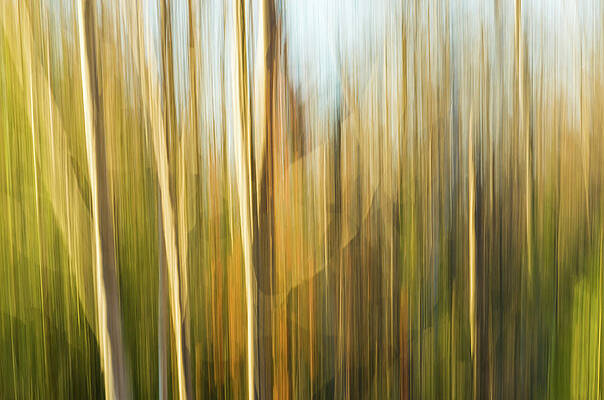 Abstract Wall Art featuring the photograph Fall Colors - Abstract Nature #9 by Shankar Adiseshan
