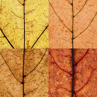 Toronto Photograph - Swatches - Autumn Leaves Inspired By Gerhard Richter #9 by Shankar Adiseshan