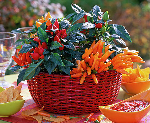 Viva Mexico #8 Print