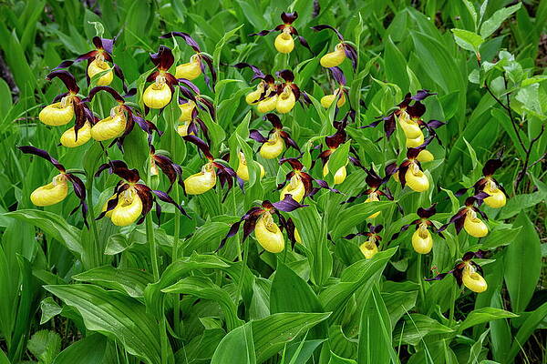 Yellow Wall Art featuring the digital art Yellow Ladys Slipper Orchid Cypripedium #8 by Hans-peter Huber