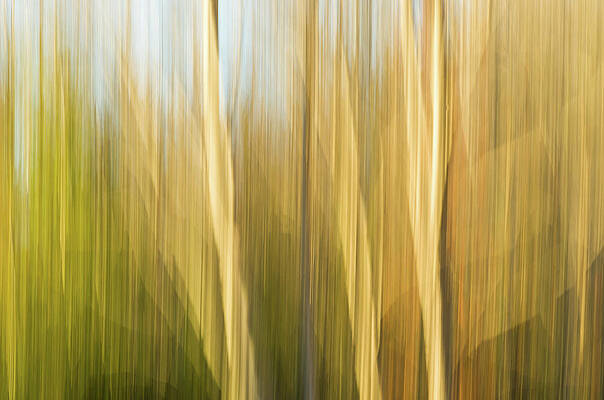 Abstract Wall Art featuring the photograph Fall Colors - Abstract Nature #10 by Shankar Adiseshan