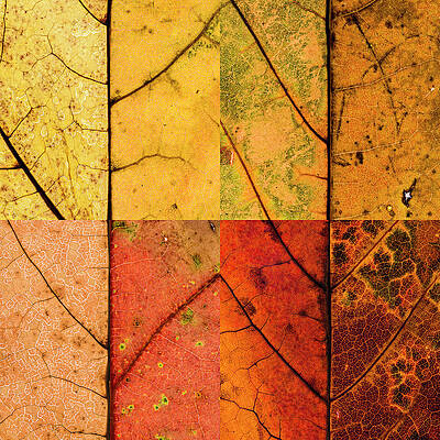 Toronto Photograph - Swatches - Autumn Leaves Inspired By Gerhard Richter #10 by Shankar Adiseshan
