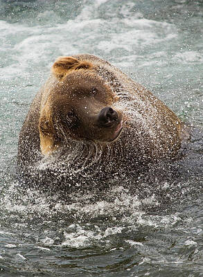 Bear Shaking Water Off Wall Art