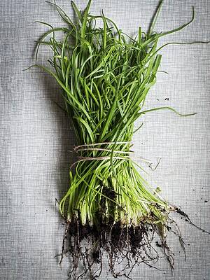 A Bundle Of Starweed On A Table Print