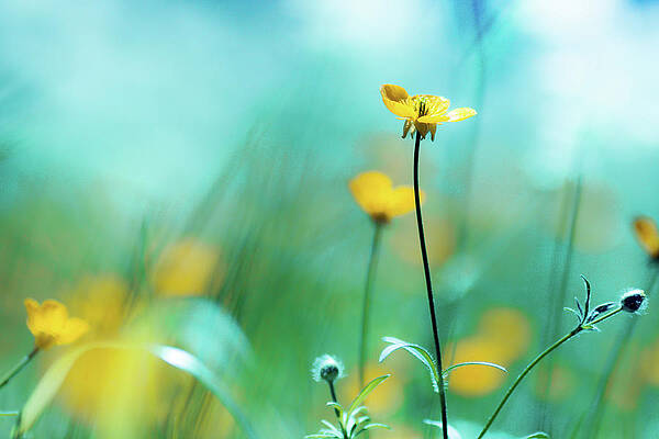 Vibrant Yellow Wildflowers in Bloom Wall Art