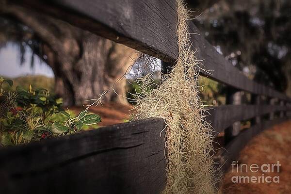 Fl Wall Art featuring the photograph A Different Perspective by Mary Lou Chmura