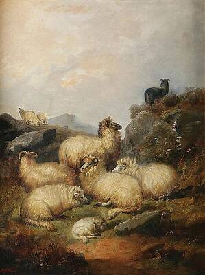Flock Painting - A Flock Of Sheep In The Scottish Highlands by Alfred Morris