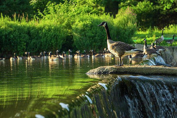 Natural Photograph - A Gaggle Of Geese by Jason Fink