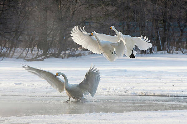 Graceful Swans in Flight Over Snow Wall Art