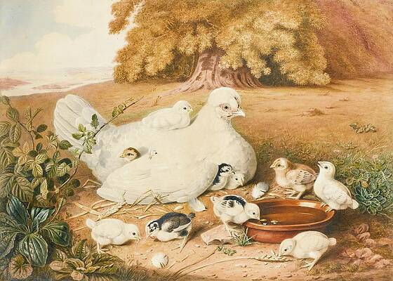 Chicken Painting - A Hen With Her Chicks by Augusta Innes Withers