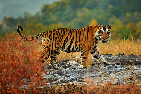 Majestic Tiger in the Wild Wall Art
