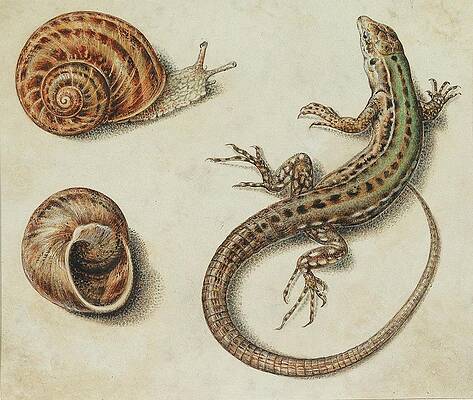 Reptile Painting - A Lizard With A Snail And A Snail Shell by Giovanna Garzoni