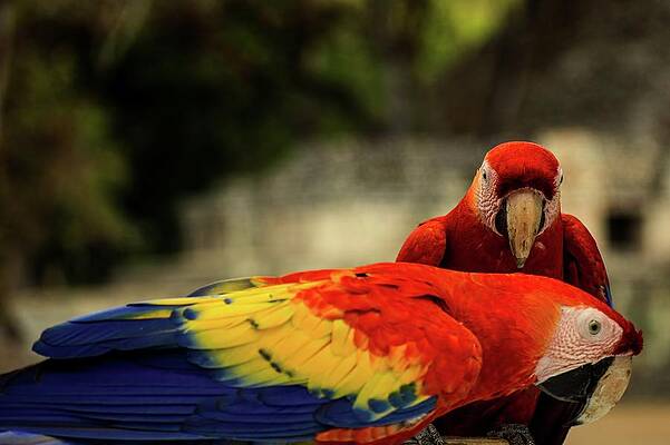 Wildlife Wall Art featuring the photograph A Pair Of Scarlet Macaws by Robert Grac
