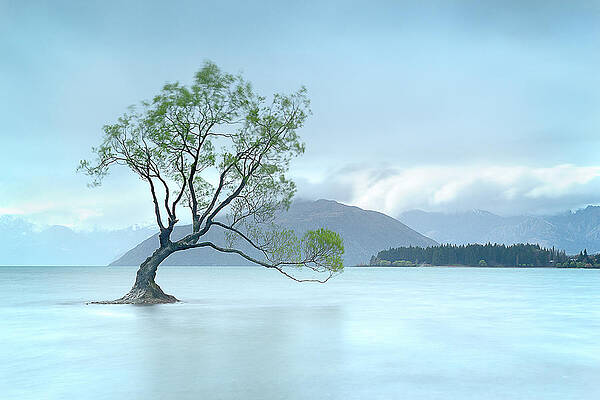 New Zealand Wall Art featuring the photograph A Rainy Wanaka Willow by Monamifoto