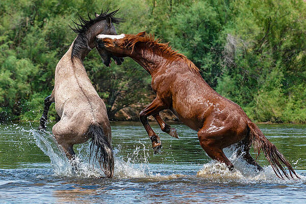 Mountain Wall Art featuring the photograph A Sorrel's Counter-Attack. by Paul Martin