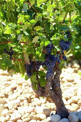 A Vine In The Beaucastel Vineyard In The Appellation Chateauneuf-du-pape, France Print