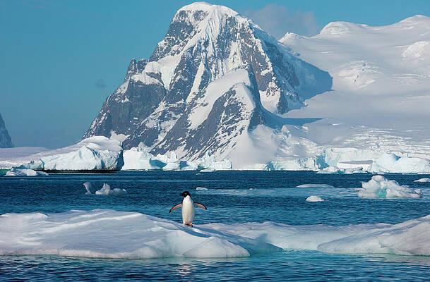 Wall Art featuring the photograph Adelie Penguin, Antarctica by Mint Images/ Art Wolfe