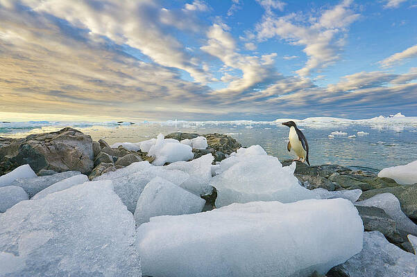 Wall Art featuring the photograph Adelie Penguins,  Holtedehl Bay by Eastcott Momatiuk