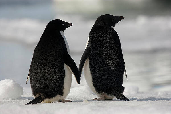 Two Penguins on Snowy Ground Wall Art