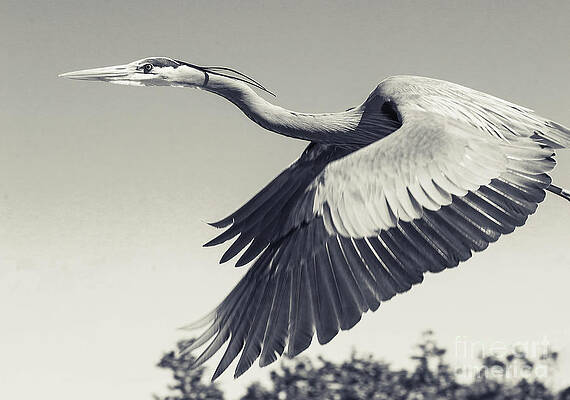 Photograph - Adult Great Blue Heron Close Up Flight by Stefano Senise