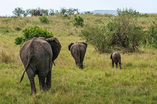 Elephant Wall Art featuring the digital art African Elephant And Cub by Jacana Stock