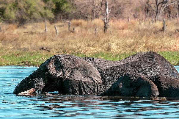 Elephant Wall Art featuring the digital art African Elephant In Botswana by Jacana Stock