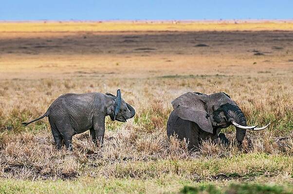 Elephant Wall Art featuring the digital art African Elephant In Kenya by Jacana Stock