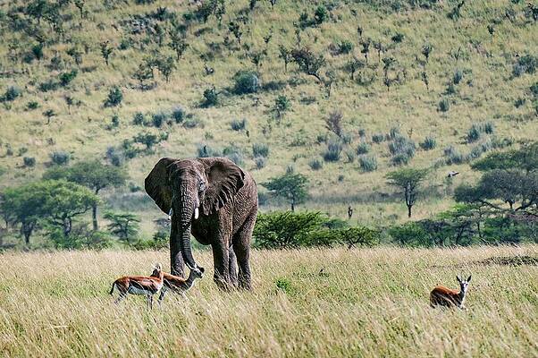Elephant Wall Art featuring the digital art African Elephant by Jacana Stock